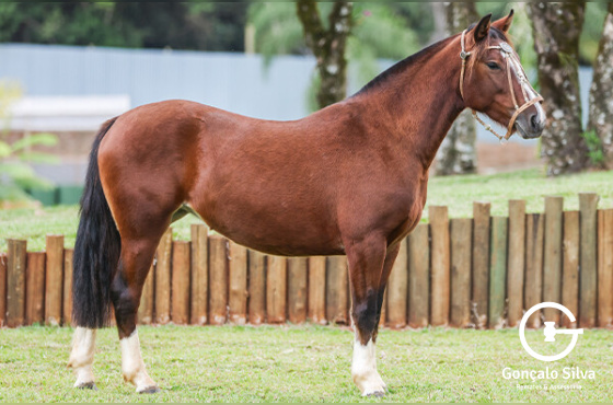 CHARMOSA DA CANAÃ DA FÉ