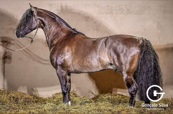 PONTO CRUZ CALA BASSA