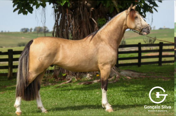 COTA 10% PASCUERO DA KITA 