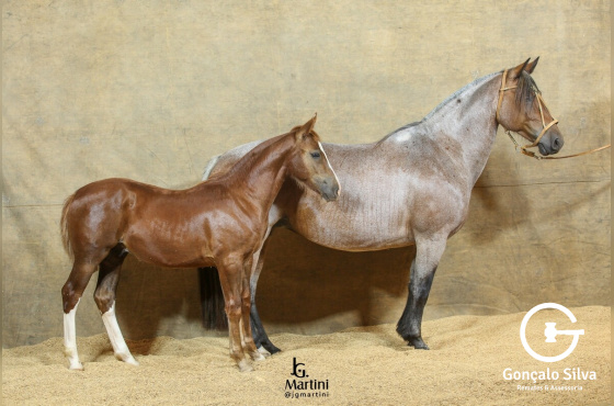 ESTAMPA CRIOULA DA RECORRIDA 