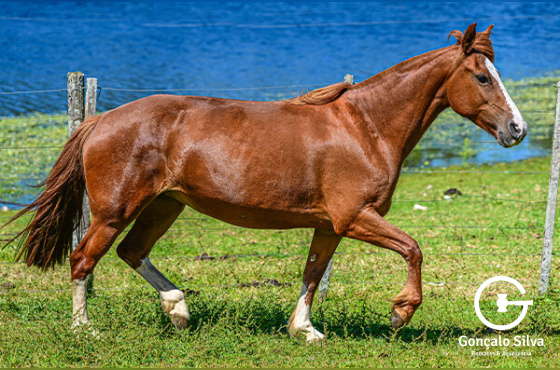 ASTUCIA DA MARCA ONZE