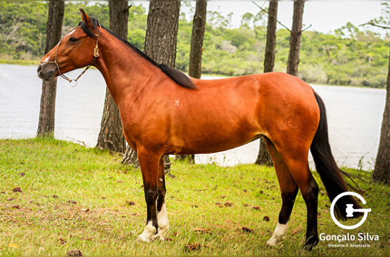LUNA BUENA DA ESTANCIA CAVERA 