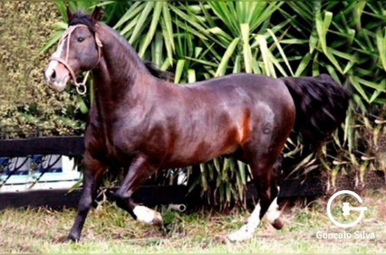 TRIUNFO DO PURUNA OU FACEIRO DO RECANTO CRIOULO