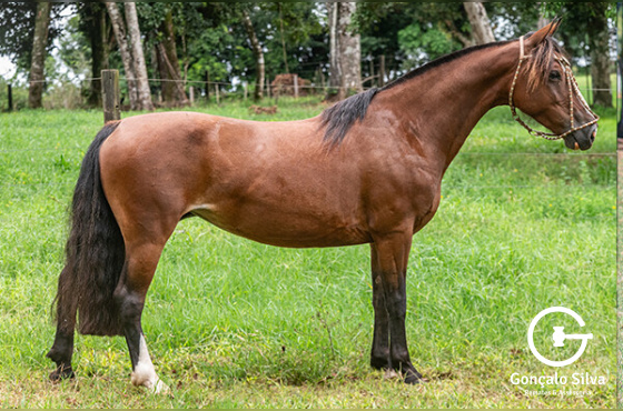 TERTÚLIA DA TUNEIRA