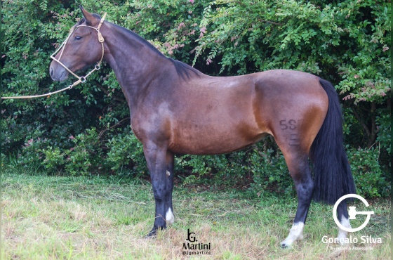 URUGUAIANA DO CAÇADOR 