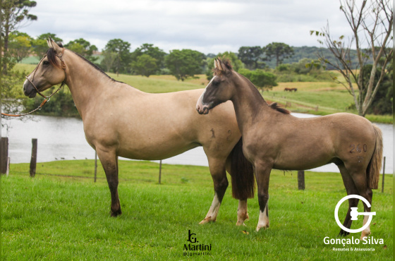 SERENA DA SÃO JOÃO DO BURITY