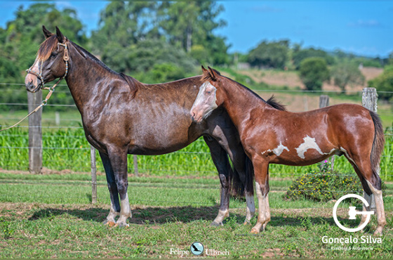 MERCEDITA DA LIDA CAMPEIRA