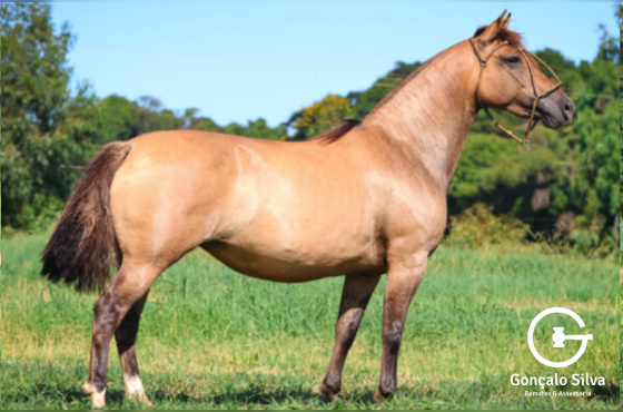 PALOMERA DA VENDRAMIN