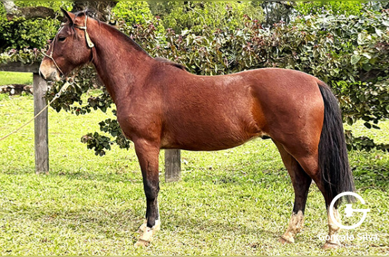 SANTA ALICE CHACAO