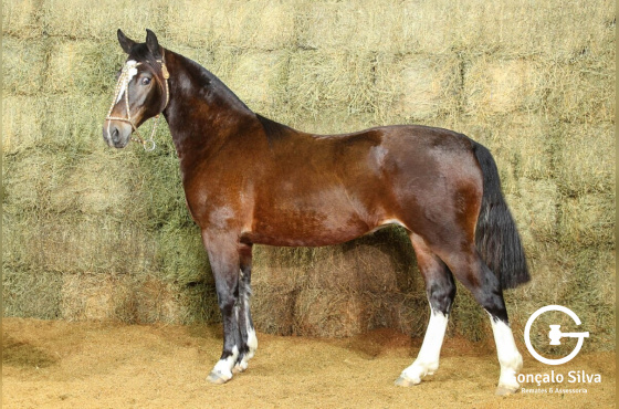 RE UNA MOSQUETA (VENDA VERTICAL)