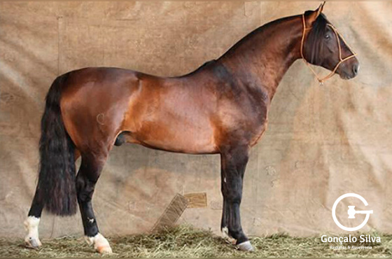 GAP OESTE OU YANCA ITENDENTE 