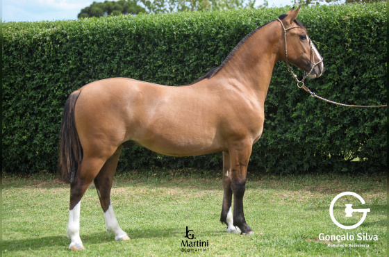 SINAL DA CRIZ ALTO CEDRO