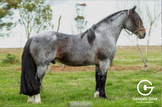 ESTRIBO DO RINCÃO DAS HORTÊNCIAS