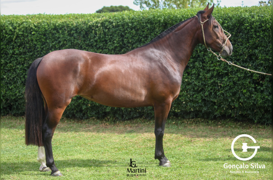 SINAL DA CRUZ VOLTA REDONDA