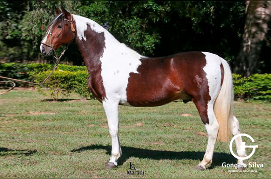 QUILATE DA MATARAZZO