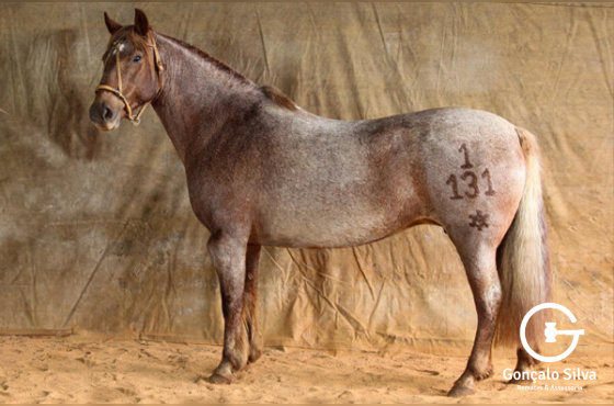 BENGALA DE SÃO PEDRO 