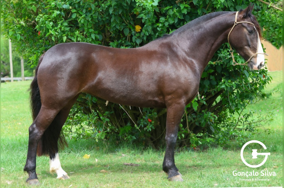 UNIÃO DO VEIO D'ÁGUA