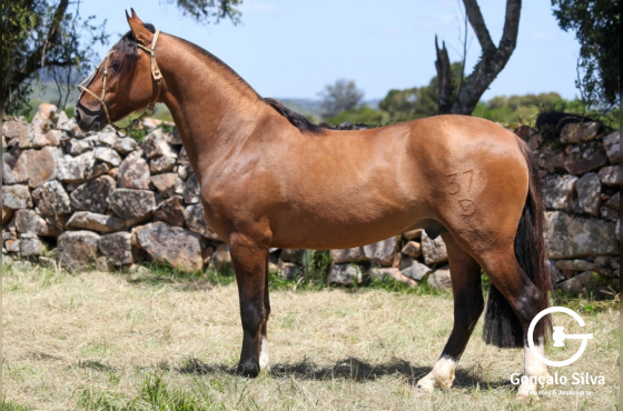 VALENTE DO VEIO D'ÁGUA