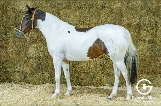 UVA MERLOT JB DE PALERMO