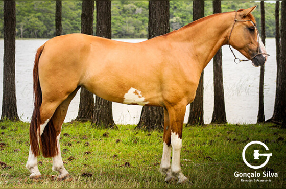LADY DO TRONCO DA FIGUEIRA 