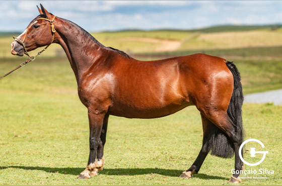 BELA DONA DO PURUNÃ ( BARRIGA )