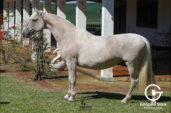 JASMINE DA VENDRAMIN