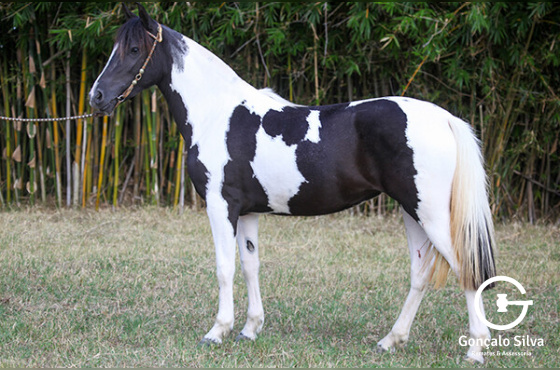 RONDA DE CAMPO DO MAKO