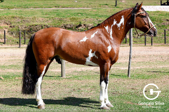 ASW GLADIADOR