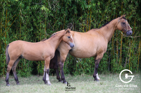 FIESTA GAÚCHA DO ACEGUÁ