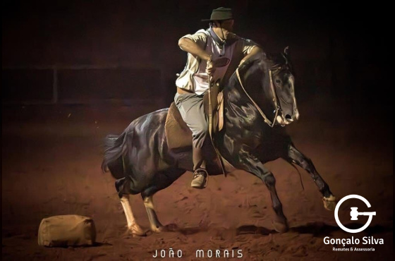 ENTREVERO DELLA TERSA 