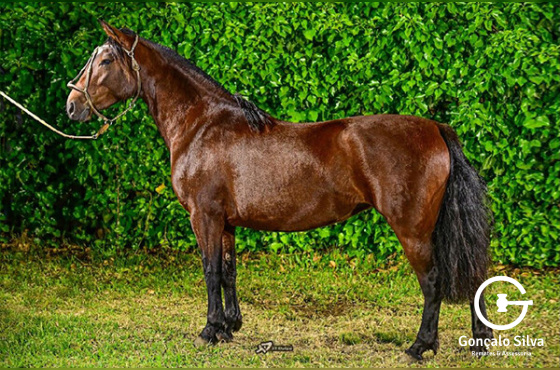 MUCHACHA PONCHE VERDE