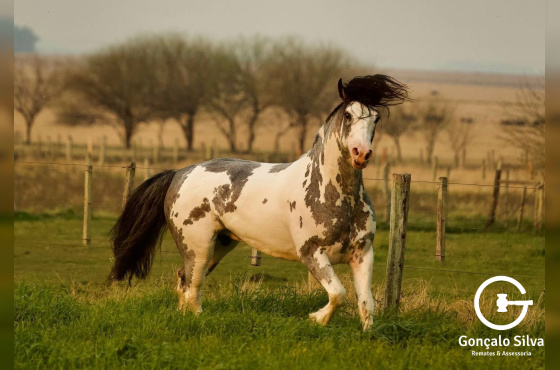 LOS FEDERALES EXTRANJERO 