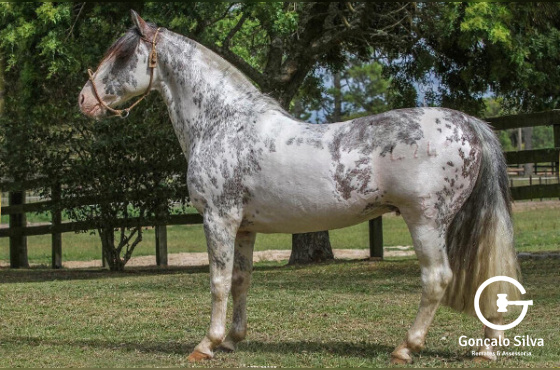 COBERTURA GUAMPA NUTRIERO