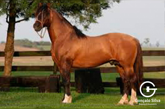 FACEIRO DO RECANTO CRIOULO OU TRIUNFO DO PURUNA