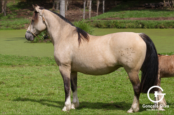 LINGUA DE FOGO DA CABANHA SANTA FÉ