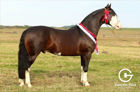 COBERTURA XEQUE MATE DA BOA VISTA