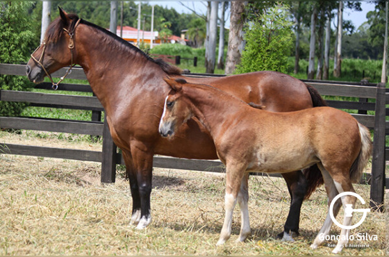 BALADA DOS CASTANHEIROS 