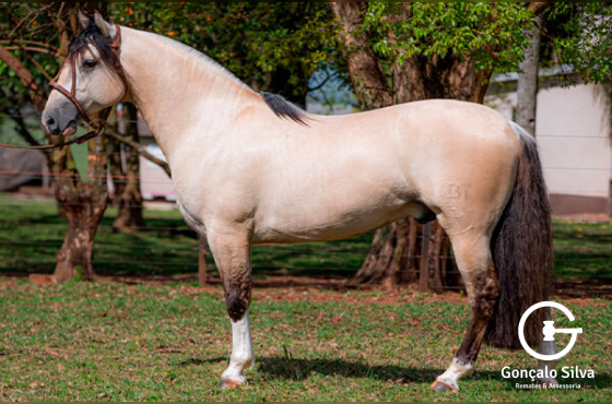 BASCO FEITICEIRO - TE