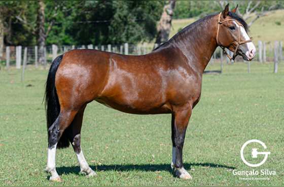 BIEN PARADA DA RECONQUISTA