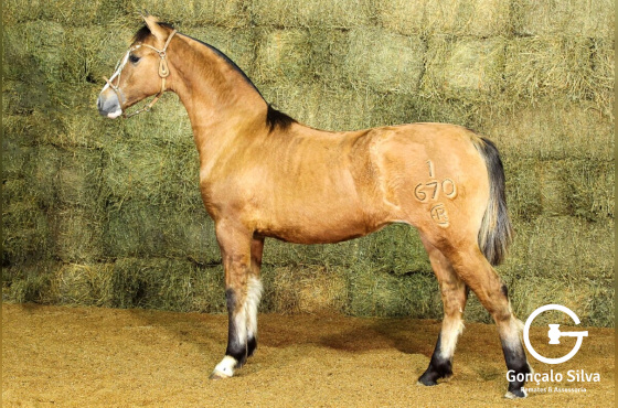 RE VALENCIANA-TE (VENDA VERTICAL)