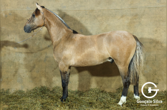 MONTE PAMPERO MERCADOR