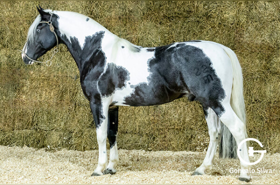 IMPERADOR DO CAMBOIM ( COBERTURA )