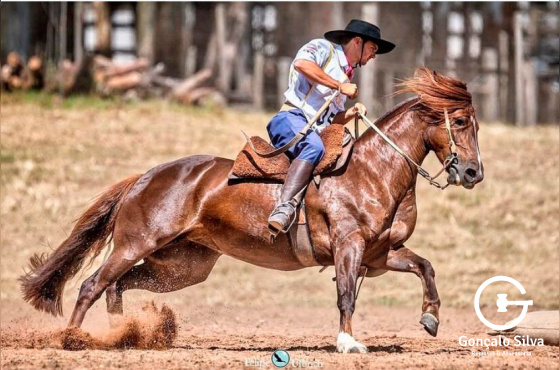 TEMPESTADE CHARRUA - VENDA DO EMBRIÃO