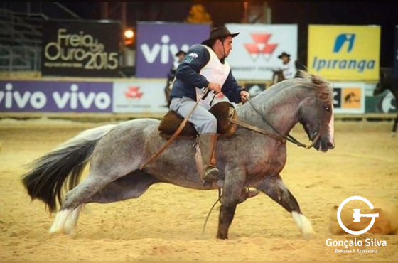 QUINCHERO DE SANTA ANGELICA