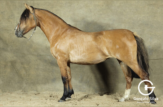 SACRAPALMA CHARLOTTE - TE 