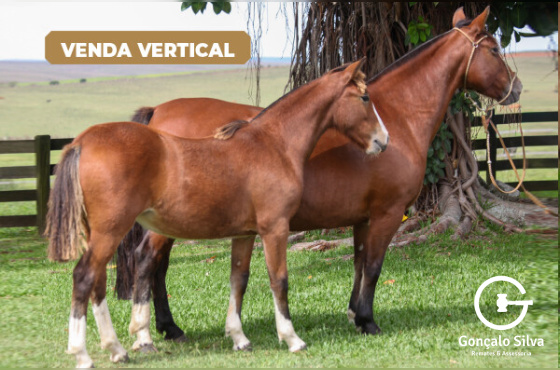 VERTICAL RANCAGUA DA KITA OU RAMONA DA KITA 