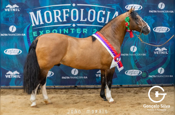 GOMENSORO DE SANTA MARCIA 