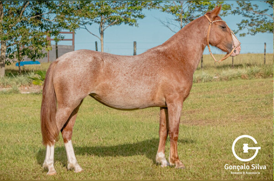 TRINCA DA SANTA MARIA DO ITU