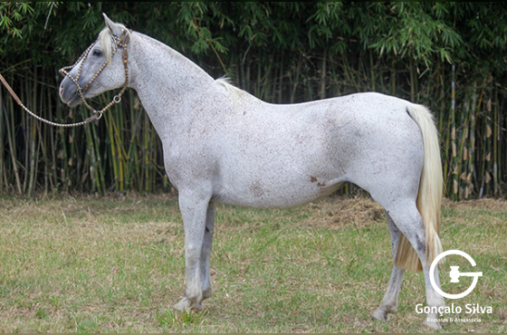 NA SAIA DA RECONQUISTA 