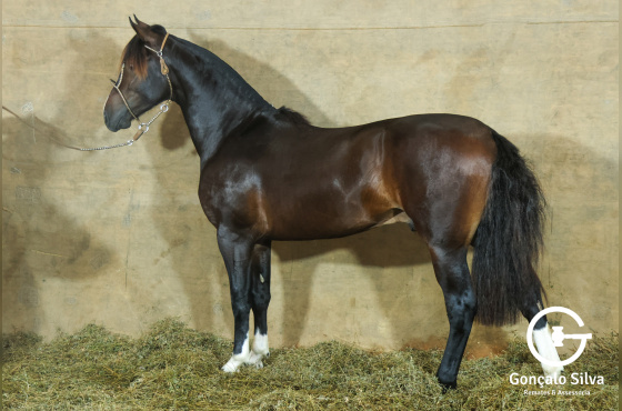 MONTE PAMPERO MANTO SAGRADO